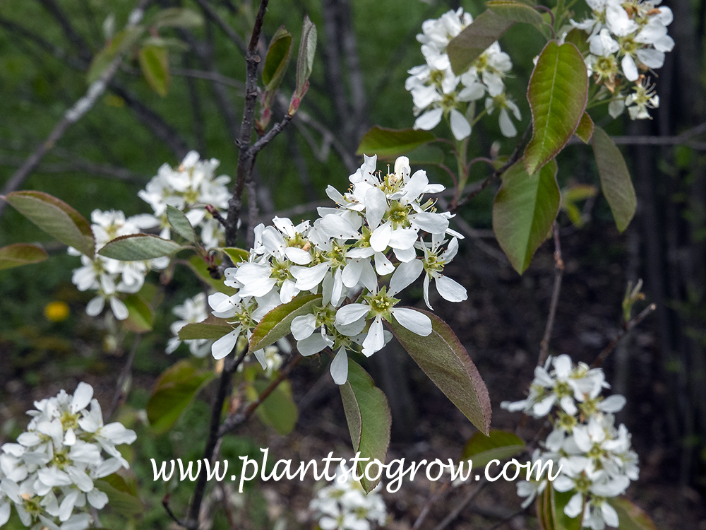 Dwarf Serviceberry (Amelanchier spicata) 
(April 24)